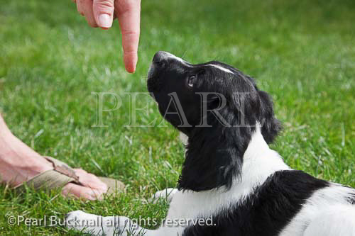 Man training a ten week old black and white Springer
Spaniel puppy dog to lie down. England, UK, Britain