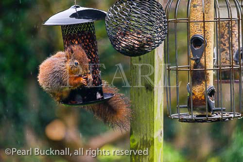 A Red Squirrel (Sciurus vulgaris) eating peanuts by a 
squirrel-proof seed feeder hanging from a bird table in 
a domestic garden. Benllech, Isle of Anglesey, Wales, 
UK, Britain, Europe
