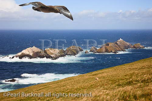 View to Muckle Flugga rocky islands and most 
northerly lighthouse in Britain from Hermaness 
National Nature Reserve.with Great Skua (Catharacta 
skua) flying overhead. Burrafirth, Unst, Shetland 
Islands, Scotland, UK, Britain. 
