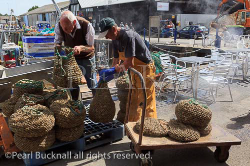 Men with steaming bags of cooked Whelks on the 
fishing harbour quay.ready for shipping in Whitstable, 
Kent, England, UK, Britain