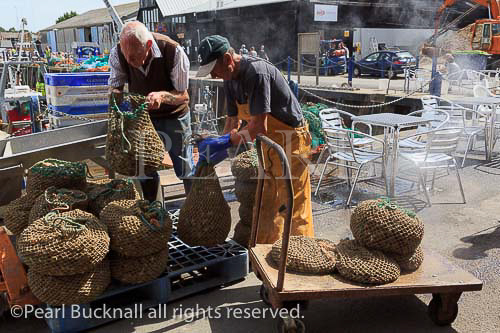 Men with steaming bags of cooked Whelks on the 
fishing harbour quay.ready for shipping in Whitstable, 
Kent, England, UK, Britain