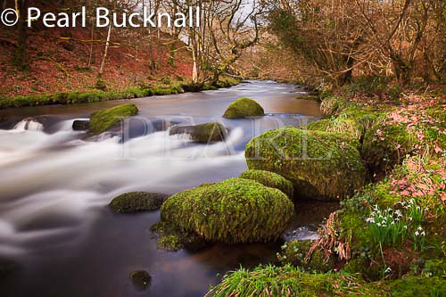 Llanystumdwy, Gwynedd, North Wales, UK. Wild 
Snowdrops (Galanthus nivalis) growing beside Afon 
Dwyfor River in winter

welsh britain british
