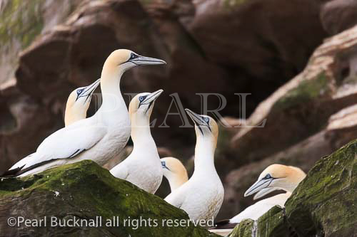 Colony of Gannets (Morus bassanus) on rock ledges of 
seacliffs on Isle of Noss National Nature Reserve during 
summer breeding season. Noup of Noss, Shetland 
Islands, Scotland, UK, Britain