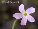 PURPLE SHAMROCK Oxalis triangularis one pink flower 
in close-up 