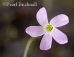 PURPLE SHAMROCK Oxalis triangularis one pink flower 
in close-up 