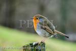 One adult European Robin bird (Erithacus rubecula) 
perching on a mossy post in countryside. UK, Britain