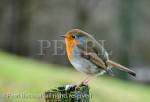 One adult European Robin bird (Erithacus rubecula) 
perching on a mossy post in countryside. UK, Britain