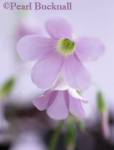 PURPLE SHAMROCK Oxalis triangularis flowers


