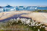 Seed heads of Arctic Cottongrass (Eriophorum 
callitrix) growing on seashore with icebergs from 
Ilulissat Icefjord floating offshore in summer. Ilulissat 
(Jakobshavn), Qaasuitsup, Greenland