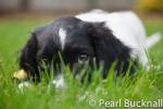 Springer Spaniel puppy lying in the grass