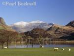 SNOWDON SUMMIT Yr Wyddfa from west across 
Llyn Nantlle Uchaf with snow on summit and sheep 
in foreground in Snowdonia National Park  Nantlle 
Gwynedd Wales UK 

Keywords: welsh country scene countryside Cymru 
lake landscape mountains picturesque rural scenic 
winter british britain