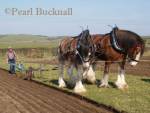 ANGLESEY VINTAGE PLOUGHING MATCH
Pair of Shire horses, Davy and David, pulling vintage 
hand plough for the Teilia Cup. Cemaes, Anglesey, 
Wales, UK

Keywords: activity agriculture animal countryside 
heritage power rural teamwork team work