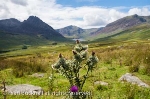 Spear Thistle (Cirsium vulgare) flower heads growing in 
Ogwen Valley in mountains of Snowdonia National Park 
in summer. Ogwen, Conwy, North Wales, UK, Britain