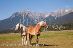 Two Palomino horses in the alpine Gurgl valley in 
summer near Tarrenz, Tyrol, Austria, Europe