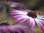 OSTEOSPERMUM - SILVIA differentially focused on 
centre of a pink and white flower with other flowers 
out of focus. UK 
