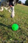 A black and white English Springer Spaniel dog 
chasing a green ball. England, UK, Britain