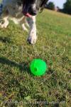 A black and white English Springer Spaniel dog 
chasing a green ball. England, UK, Britain