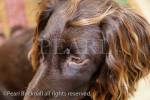 Chocolate brown Cocker Spaniel pet dog head shot 
portrait. UK
