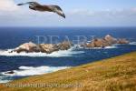 View to Muckle Flugga rocky islands and most 
northerly lighthouse in Britain from Hermaness 
National Nature Reserve.with Great Skua (Catharacta 
skua) flying overhead. Burrafirth, Unst, Shetland 
Islands, Scotland, UK, Britain. 