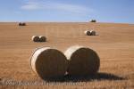 Pairs of round straw bales in a harvested field. 
Scotland, UK, Europe. 

Keywords: country scene agriculture harvest landscape