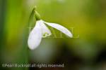Close-up of a wild Snowdrop flower (Galanthus 
nivalis) in winter. North Wales, UK, Britain.
