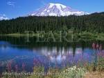 MOUNT RAINIER and REFLECTION LAKE with reflection 
of snow capped mountain in late summer. Paradise, 
Washington State, USA