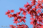 Backlit red Japanese Maple (Acer palmatum) leaves 
against a blue sky from below. England, UK, Britain