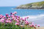 Sea Pink or Thrift (Armeria maritima) flowers 
growing beside the coast path above the beach in 
early summer. Church Bay / Porth Swtan, Isle of 
Anglesey, North Wales, UK, Britain, Europe