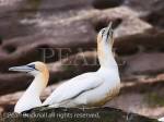 Colony of Gannets (Morus bassanus) on rock ledges of 
seacliffs on Isle of Noss National Nature Reserve during 
summer breeding season on Noup of Noss, Shetland 
Islands, Scotland, UK, Britain, Europe. 