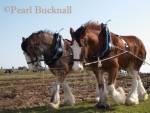 ANGLESEY VINTAGE PLOUGHING MATCH Pair of Shire 
horses, Davy and David, pulling vintage hand plough 
for the Teilia Cup. Cemaes, Anglesey, Wales, UK

Keywords: activity agriculture animal countryside 
heritage power rural teamwork team work