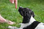 Man training a ten week old black and white Springer 
Spaniel puppy dog to lie down. England, UK, Britain