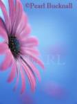 OSTEOSPERMUM - LIGHT PURPLE OSJOTIS Close-up of 
a flower in side view back lit against a light blue 
background with 3 fallen petals.  

