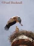WHITE STORK (Ciconia ciconia) flying from nest with 
sitting mate watching, on a disused chimney against 
sky. Portimao, Algarve, Portugal 

