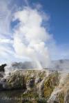 Prince of Wales and Pohutu geysers erupting steam in 
NZ Arts and Crafts Institute Te Puia in Whakarewarewa 
Thermal Reserve. Rotorua North Island New Zealand 

