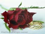 Red Rose flower and gold wedding ring

Keywords: love, romance, engagement, close-up, 
closeup, still life,
