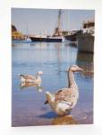 Amlwch Port, Isle of Anglesey (Ynys Mon), North Wales, 
UK
