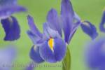 Blue-violet Iris Iridaceae flowers close-up soft 
diffused
