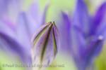 Triteleia laxa or Brodiaea laxa unopened pale purple-
blue flower in close-up soft diffused.