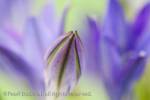 Triteleia laxa or Brodiaea laxa unopened pale purple-
blue flower in close-up soft diffused.