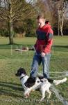 England, UK, Great Britain, Europe Man wearing a red 
jacket and blue jeans taking a black and white English 
Springer Spaniel dog for a walk in the park to play ball. 