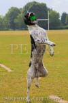 A soaking wet black and white English Springer Spaniel 
dog jumping up in the air to catch a ball at the park. 
England, UK, Britain