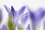 Triteleia laxa or Brodiaea laxa upright pale purple-
blue flowers in close-up soft diffused on white 
background. 
