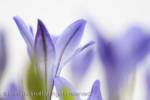 Triteleia laxa or Brodiaea laxa upright pale purple-
blue flowers in close-up soft diffused on white 
background. 
