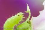 Macro image of a green Looper caterpillar feeding on a 
Sweat Pea flower in close-up. UK
