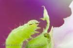 Macro image of a green Looper caterpillar feeding on a 
Sweat Pea flower in close-up. UK
