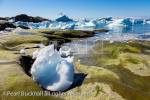 Stranded iceberg on seashore with icebergs from 
Ilulissat Icefjord floating offshore in summer. Ilulissat 
(Jakobshavn), Qaasuitsup, Greenland