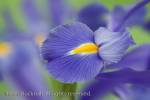 Blue-violet Iris Iridaceae flowers close-up softly 
diffused

