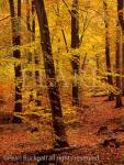 BEECH WOOD (Fagus sylvatica) in autumn in Alice Holt 
Forest Park, Hampshire, England, UK, Britain