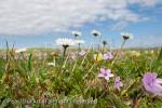 Wildflowers growing in machair grassland in summer 
at Balranald RSPB Nature Reserve, North Uist, Outer 
Hebrides, Western Isles, Scotland, UK, Britain, Europe.