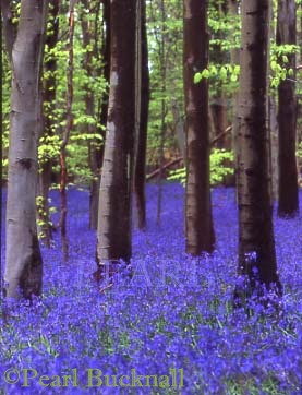 BLUEBELLS in a BEECH WOOD (Hyacinthoides non-
scriptus & Fagus sylvatica). West Stoke, West Sussex, 
England, UK

Keywords: flowers nature flowering plants seasonal 
spring trees wood woodland wildflowers
